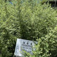 ヨモギ,今日のお花の画像