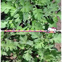 ヨモギ,地植え,今日のお花,小さな庭の画像