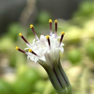 グリーンネックレス,多肉植物,癒し,植物のある暮らしの画像