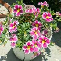 カリブラコア,いつもありがとう♡,スマホ撮影,お花のある暮らし,お花は癒しの画像