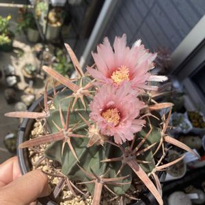 サボテン,綾波,多肉植物,お花,サボテンの花の画像