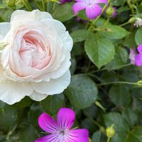 アグロステンマ,クリスティアーナ,庭の宿根草,草マルチ,雑草庭の画像