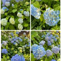 アジサイ,ハイドランジア,日本原産,正岡子規の画像