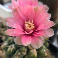 照波錦,サボテン ヒカダマ,銀霞,サボテンの花✨,多肉植物の画像