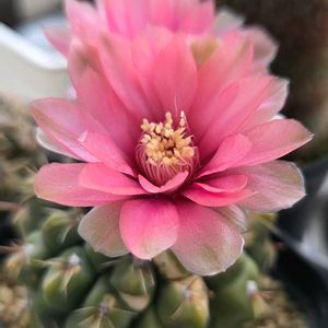 照波錦,サボテン ヒカダマ,銀霞,サボテンの花✨,多肉植物の画像