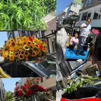 ヨモギ,ヨモギ,元町商店街のイベント,フラワーカー。,花の競市の画像