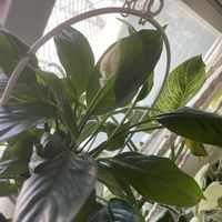 スパティフィラム,観葉植物,植物大好き,窓辺の画像