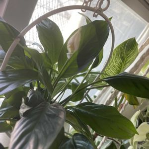 スパティフィラム,観葉植物,植物大好き,窓辺の画像
