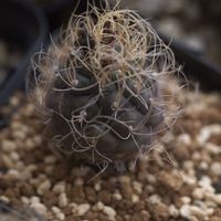 ハオルチア,多肉植物,観葉植物,塊根植物,サボテン科の画像