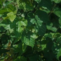 ハオルチア,多肉植物,観葉植物,塊根植物,サボテン科の画像