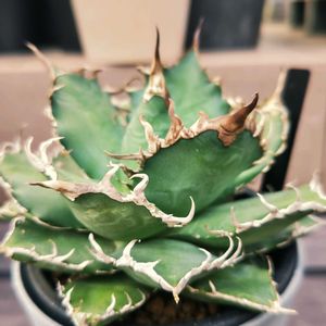 アガベ,アガベ チタノタ,アガベ チタノタ シーザー,多肉植物,観葉植物の画像