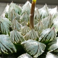 ハオルチア,ハオルチア,多肉植物,ハオルチア属,透明な窓の画像