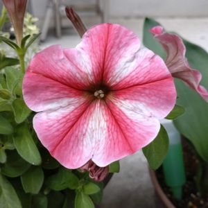 鉢植え,ガーデニング,植え込み,散策さんぽ,写真データ整理中の画像