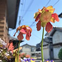 ムシトリスミレ,ピンギキュラ,サラセニア 種類不明,ピンギキュラ プリムリフロラ,食虫植物の画像