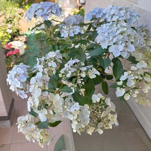 ラグランジアクリスタルベール2,ラグランジアクリスタルベール2,名札なし紫陽花,名札無し紫陽花,鉢植えの画像