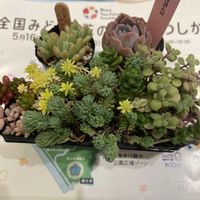 セダム,アメイジンググレイス,乙女心×プロリフィカ,多肉植物,全国 みどりと花のフェア かつしかの画像