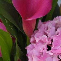 アジサイ,カラー,ピンク,ピンクの花,大好きな花の画像