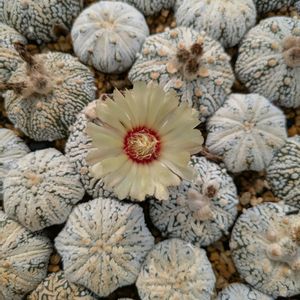 サボテン,兜丸,スーパー兜,多肉植物,鉢植えの画像