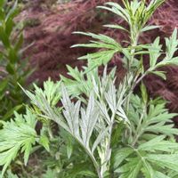 ヨモギ,今日のお花,キュンキュン乙女倶楽部,キュンキュン乙女倶楽部No.279,2018年同期集まれ♪の画像