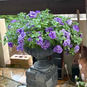 ペチュニア ビバ,ペチュニア ビバ,鉢植え,庭の画像