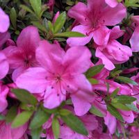 ツツジ,花には癒されますねの画像