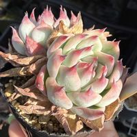 エケベリア,ドテラン,多肉植物,エケベリア属,ベランダガーデンの画像