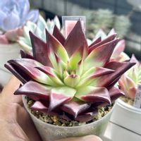 成長記録 ロメオルビン,エケベリア  ロメオルビン,神奈川タニラー,多肉男子,バルコニー/ベランダの画像