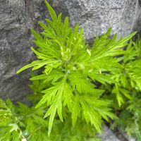 ヨモギ,ヨモギ,ヨモギ,ヨモギ,ヨモギの画像