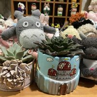 植え替え,多肉女子,GS植物うちなーぐち会,まつぴよさんｿｯｸｽﾌｧﾐﾘｰ♥️,毎月16日はトトロの日の画像