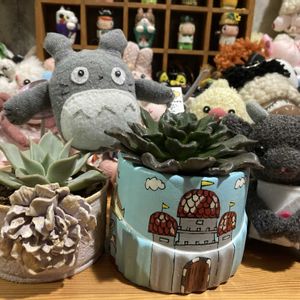 植え替え,多肉女子,GS植物うちなーぐち会,まつぴよさんｿｯｸｽﾌｧﾐﾘｰ♥️,毎月16日はトトロの日の画像