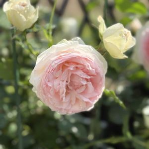 ピエールドゥロンサール,鉢植え,ばら バラ 薔薇,ミニ薔薇マルティーフォーエバーの画像