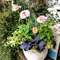 ジニア,ジニア　シンデレラ,寄せ植え,可愛い,庭の花の画像