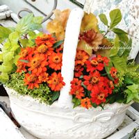ジニア,寄せ植え,可愛い,庭の花,癒しの画像