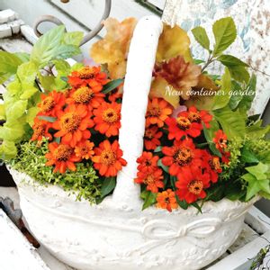 ジニア,寄せ植え,可愛い,庭の花,癒しの画像