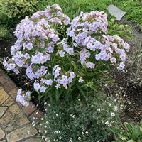 宿根草,PWフロックス オープニングアクトピンクアドット,お花,おうち園芸,庭の画像