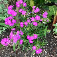 宿根草,PW  フロックス　オープニングアクト　ロマンス,お花,おうち園芸,庭の画像