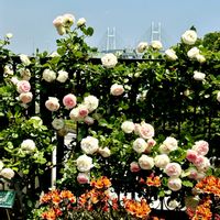 バラ,季節の花,お花は癒し,被災地にエールを…。,ガーデンネックレス横浜2026コンテストの画像