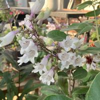 宿根草,ペンステモン  ハスカーレッド,お花,花木,おうち園芸の画像