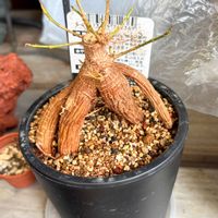 ガジュマルの木,多肉植物,花と緑のある暮らし,多肉と暮らす,GREEN UP!の画像