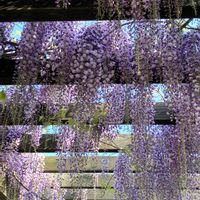 オダマキ,スズラン,フジ,ミツバチとフジ,綺麗の画像