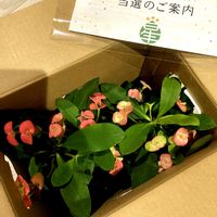 ハナキリン,花のある暮らし,PR,おうち園芸,三ツ星品質モニターの画像