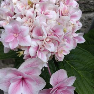 鉢植え,ガーデニング,植え込み,散策さんぽ,写真データ整理中の画像
