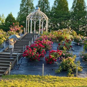 花のある暮らし,緑のある暮らし,GSに感謝。,土曜日の朝,わんこと暮らすの画像
