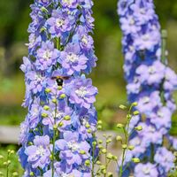 バラ,佐倉草ぶえの丘バラ園の画像