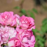バラ,佐倉草ぶえの丘バラ園の画像