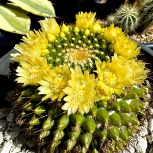 金洋丸,多肉植物,鉢植え,サボテンの花,土曜日の画像