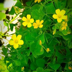 草花,カタバミ,ムラサキカタバミ,雑草,小さな庭の画像