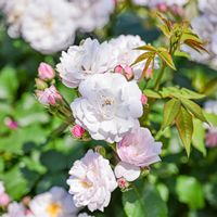 バラ,佐倉草ぶえの丘バラ園の画像