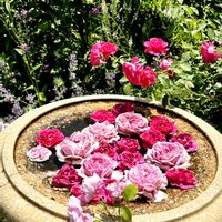 バラ,季節の花,港の見える丘公園,お花は癒し,被災地にエールを…。の画像