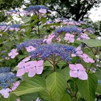 紫陽花,ガクアジサイ,紫陽花　あじさい　アジサイ,散歩,散歩道の画像